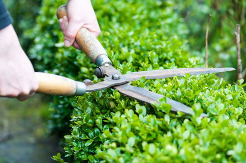 Heckenschneiden & Gartenpflege Borgentreich